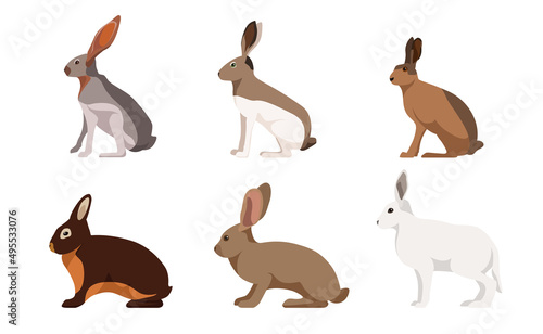 Set of hares, rabbits in cartoon style. Vector illustration of herbivorous animals isolated on white background. Types of hares in the picture black-tailed, white-sided, silver-brown, sandstone hare.