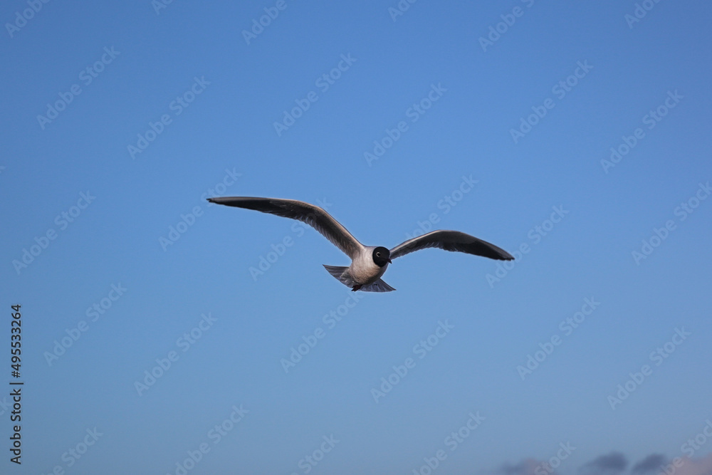 oiseau oiseau