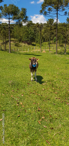 cow