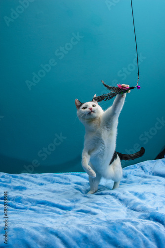 Fototapeta Naklejka Na Ścianę i Meble -  Czarno-biały, kot bawi się piórkiem na sznurku na niebieskim tle.