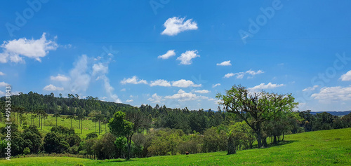 landscape with trees and blue sky