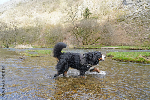 Bernese Mountain Dog walking in the shallow river  photo