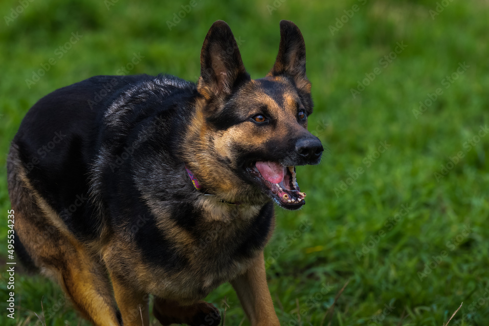 2022-03-27 A MATURE GERMAN SHEPARD RUNNING WITH INTENSE EYES AND A OPEN MOUTH SHOWING ITS TEETH WITH A BLURRY GREEN BACKGROUND 2022-03-27 A MATURE GERMAN SHEPARD RUNNING WITH INTENSE EYES AND A OPEN MOUTH SHOWING ITS TEETH WITH A BLURRY GREEN BACKGROUND