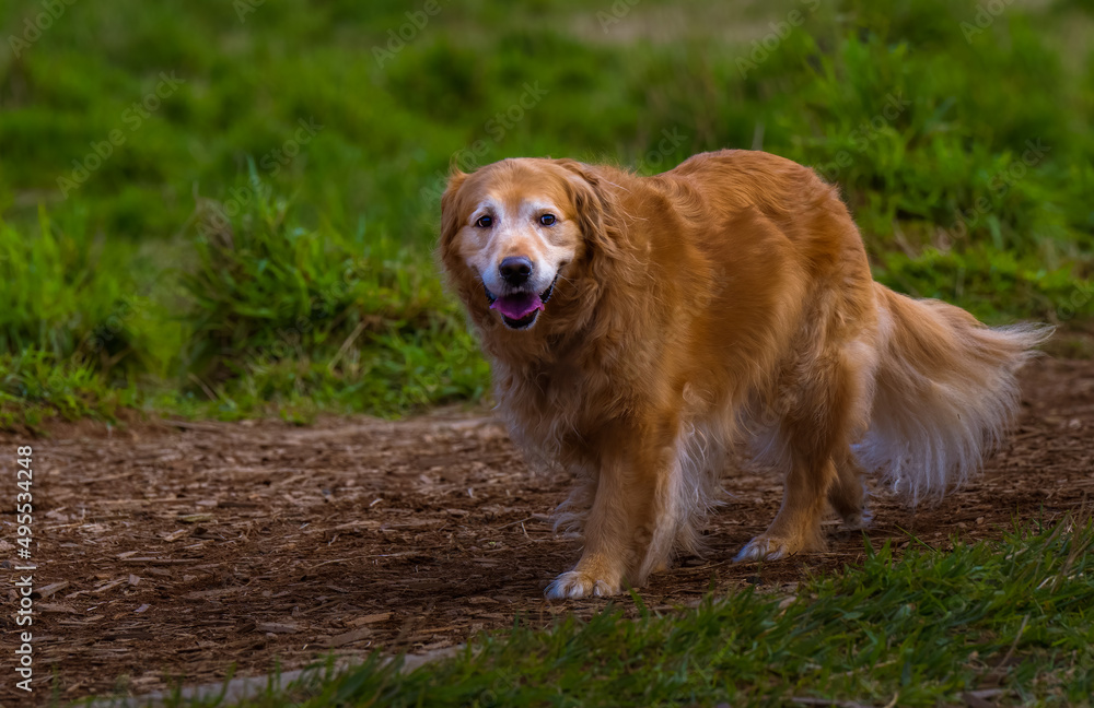 2022-03-28 A SENIOR GOLDEN RETRIEVER WALKING ON A WOOD CHIP WLAKWAY AT THE OFF LEASH AREA AT MARYMOOR PARK IN REDMOND WASHINGTON 2022-03-28 A SENIOR GOLDEN RETRIEVER WALKING ON A WOOD CHIP WLAKWAY AT THE OFF LEASH AREA AT MARYMOOR PARK IN REDMOND WASHINGTON
