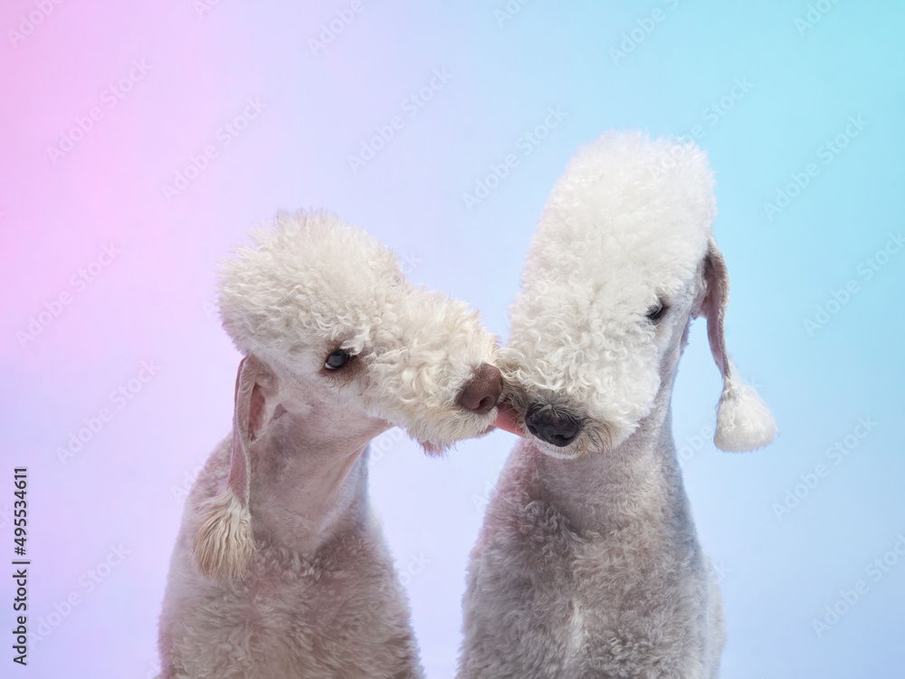 two White Bedlington terrier kiss. Charming pets in studio on color background. dogs with funny hairstyle two White Bedlington terrier kiss. Charming pets in studio on color background. dogs with funny hairstyle