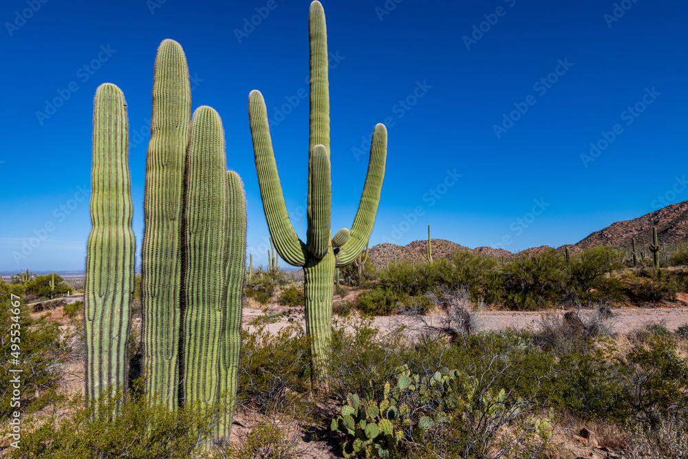 Sunrise in Saguaro National Park