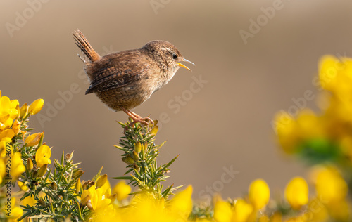 Tableau sur toile Eurasian wren (Troglodytes troglodytes) framed by flowering gorse bushes in Spring