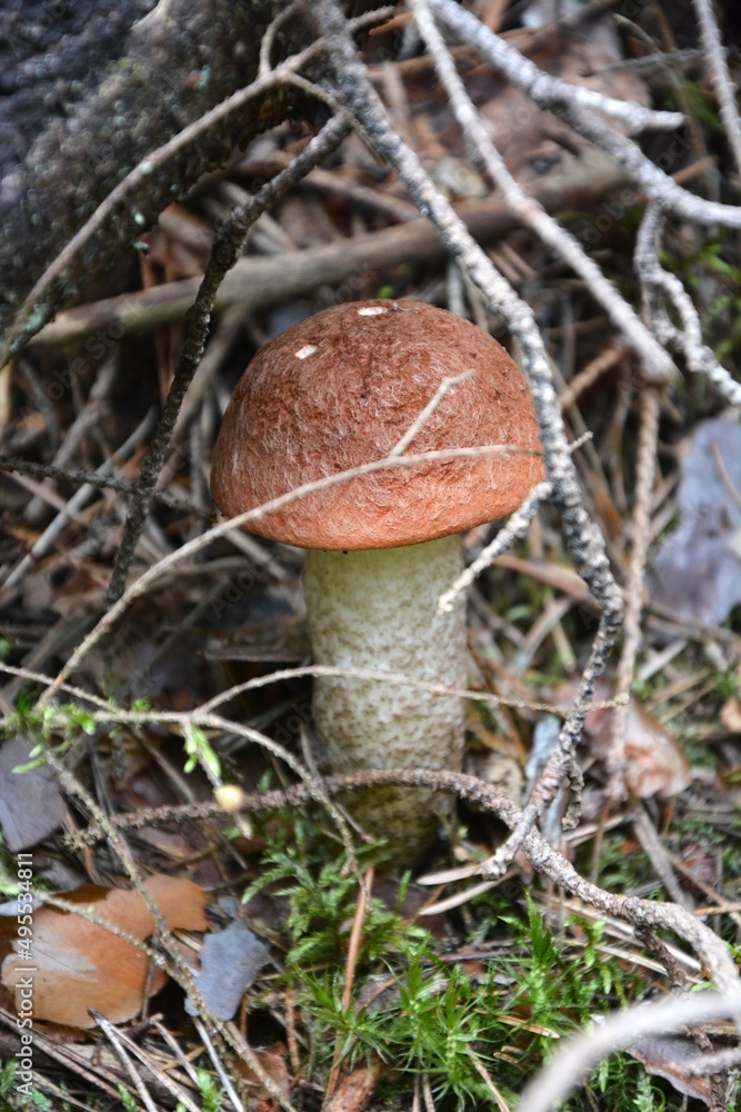 Orange cap mushroom in the forest Orange cap mushroom in the forest