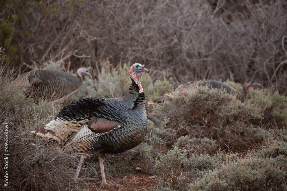 A wild tom turkey walks through low sage brush in the desert of Southern Utah with a couple of hens in the background. A wild tom turkey walks through low sage brush in the desert of Southern Utah with a couple of hens in the background.