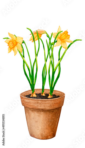 Garden plant in a clay pot. Spring flowers daffodils. Watercolor drawing for design of postcards, posters, textiles, stationery, labels, logos, fabrics.