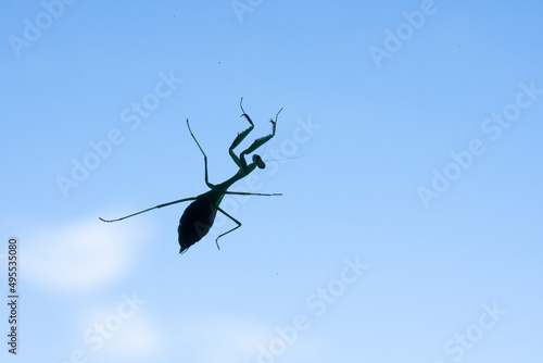 praying mantis insect silhouette against blue sky