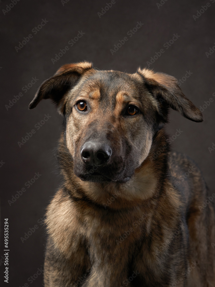 portrait of a beautiful dog on a brown canvas. Mix of breeds. Pet in the studio, artistic photo on the background portrait of a beautiful dog on a brown canvas. Mix of breeds. Pet in the studio, artistic photo on the background