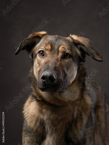 portrait of a beautiful dog on a brown canvas. Mix of breeds. Pet in the studio, artistic photo on the background