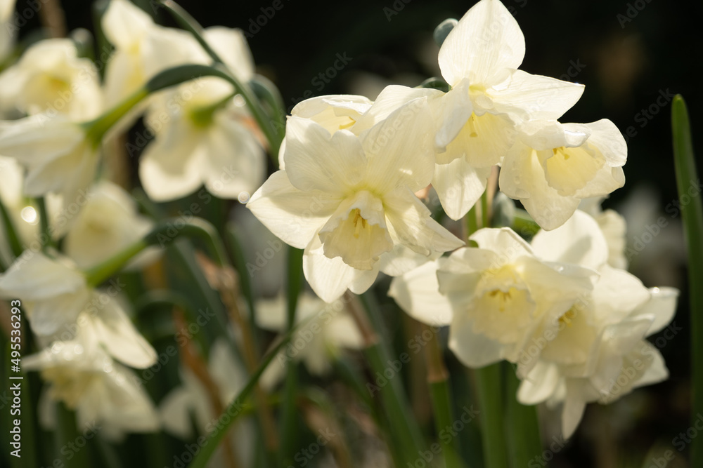 Beautiful, all-white daffodils in the sun. Delicate spring card. Background, texture Beautiful, all-white daffodils in the sun. Delicate spring card. Background, texture