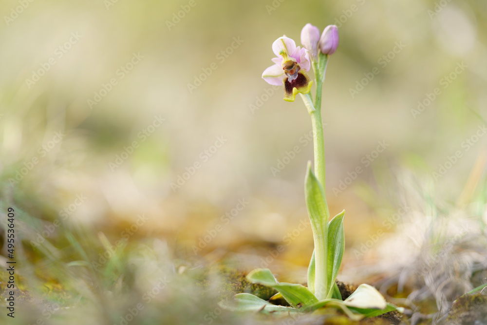 Close up view of sawfly orchid (Ophrys tenthredinifera), with out of focus background Close up view of sawfly orchid (Ophrys tenthredinifera), with out of focus background