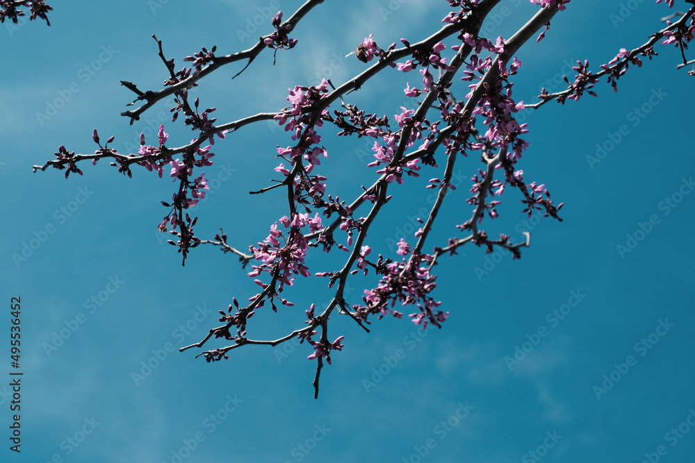 Redbud tree blooms on branch during spring season. Redbud tree blooms on branch during spring season.