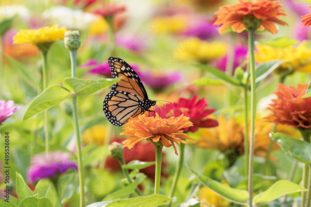 Monarch Butterfly and Colorful Flowers Monarch Butterfly and Colorful Flowers