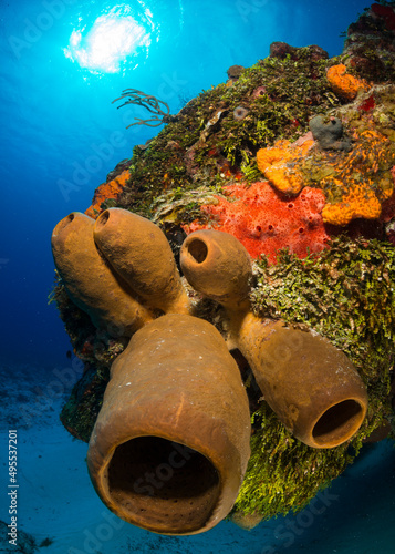 The myriad of colors found along Cozumel's tropical reefs, Yucatan Peninsula, Caribbean, Mexico. photo