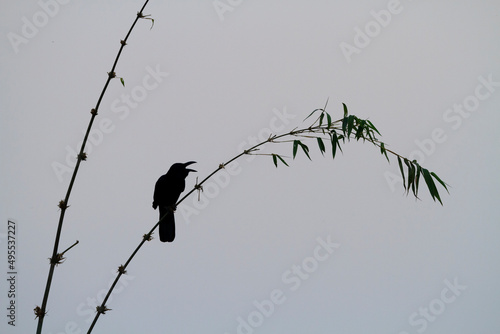 Indian Jungle Crow (Corvus culminatus) perched on a bamboo. Nepal. photo