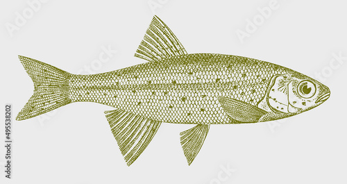Redside shiner richardsonius balteatus, North American freshwater fish in side view photo