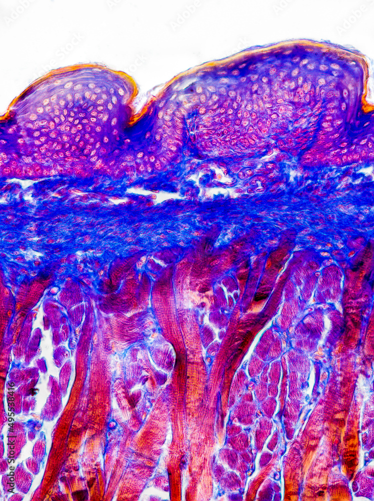 Fototapeta cat tongue cross section under the microscope showing