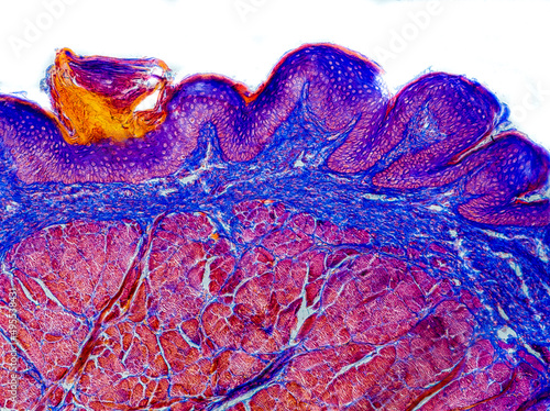 cat tongue cross section under the microscope showing foliate papillae, taste buds, submucosa and muscle - optical microscope x200 magnification photo