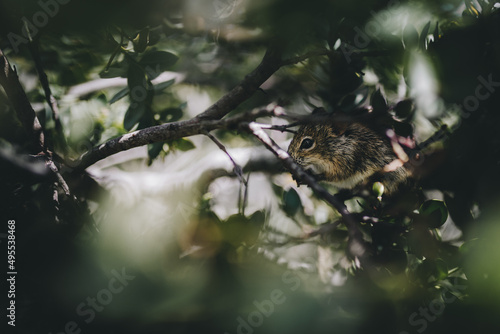 Small mouse hiding in an a branch in bushes © BjoernMueller