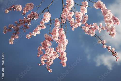 Japanische Zierkirsche, Prunus serrulata Kazan in voller Blüte und bei blauem Himmel, Sakura photo