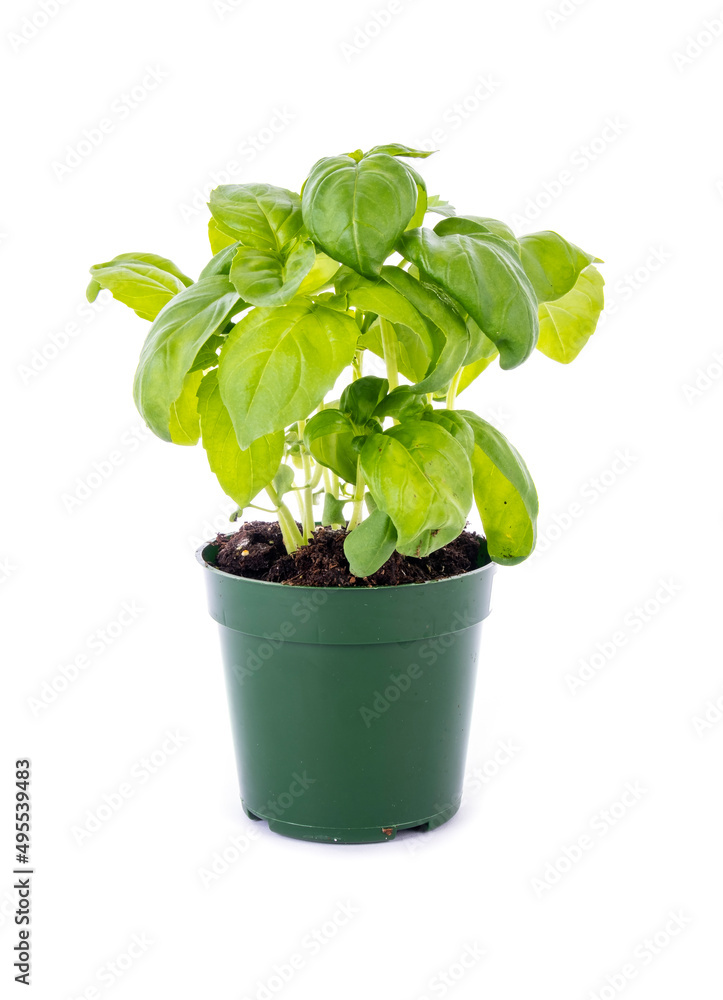 A Italian Basil Plant in a Small Green Plastic Pot Isolated on White A Italian Basil Plant in a Small Green Plastic Pot Isolated on White
