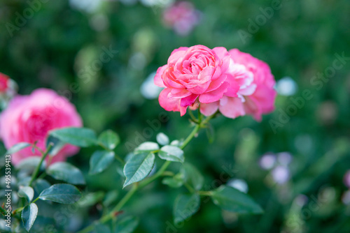 Close-up of rose petals. Rose floribunda rosenfree. Home spray roses in flower bed.