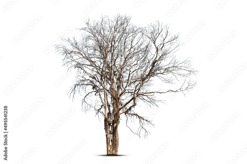 Fototapeta premium Dead tree isolated on a white background, clipping path.