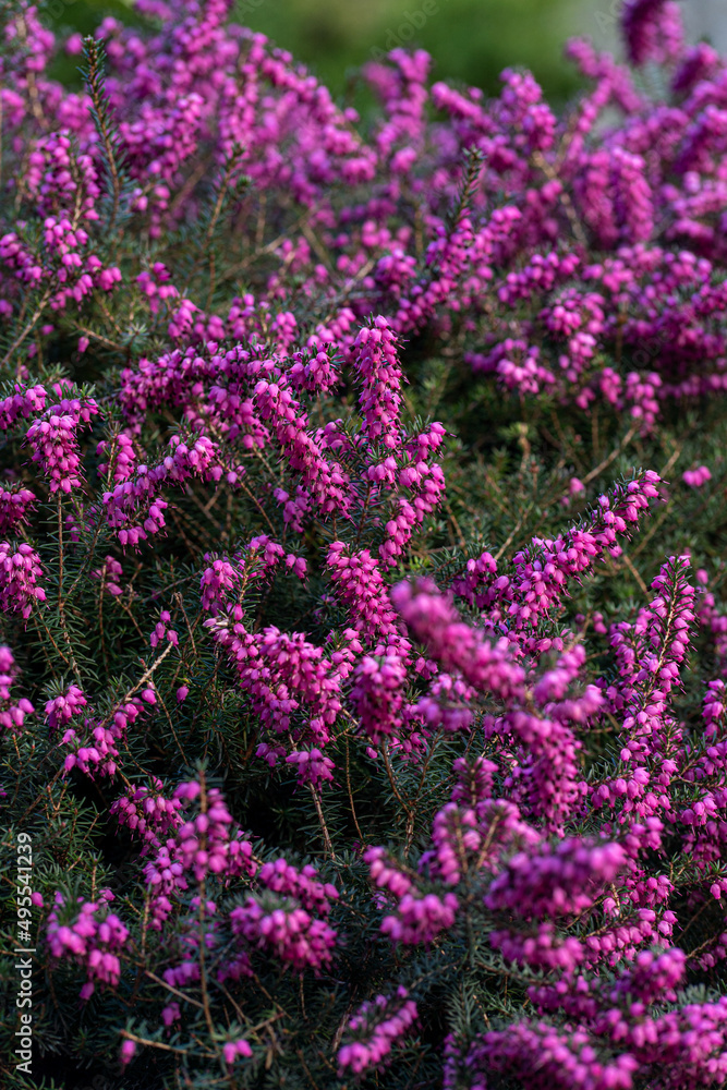 pink heather flowers in the garden, nature background, vertical photography pink heather flowers in the garden, nature background, vertical photography