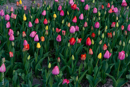 field of tulips in the park, green background photo