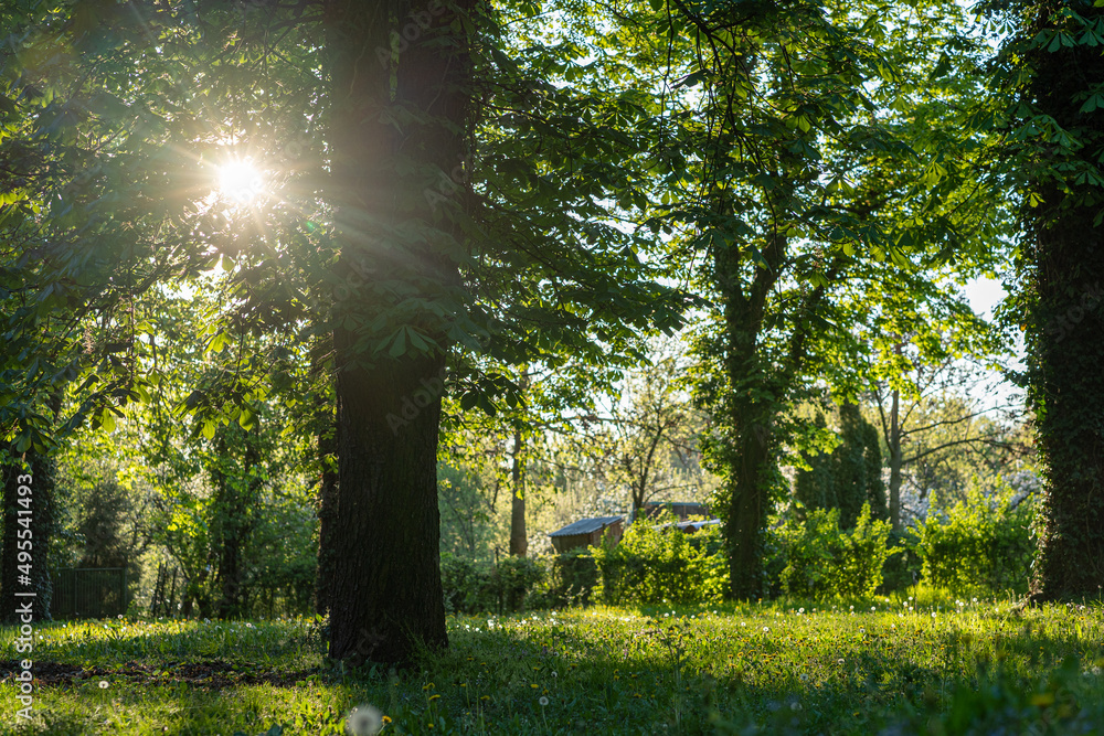 Fototapeta premium beautiful sunset light in the green park, Bernolakovo, Slovakia