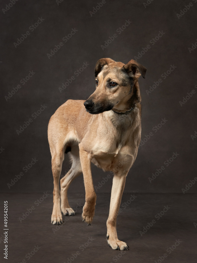 portrait of a beautiful dog on a brown canvas. Mix of breeds. Pet in the studio, artistic photo on the background