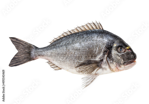 Gilt head bream or dorada fish isolated on white background, including clipping path