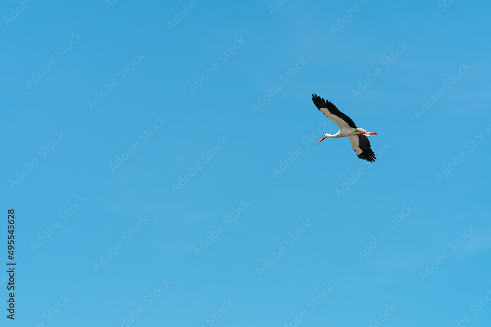 White stork flying in the blue sky