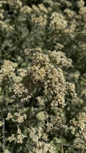 Muted flowers slow motion vertical video wallpaper