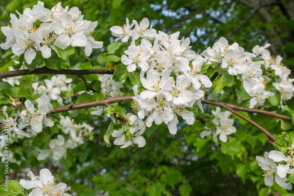 Branches of a blossoming apple tree. Blossom apple-tree flowers close-up. White apple flowers for publication, design, poster, calendar, post, screensaver, wallpaper, postcard, banner, cover, website