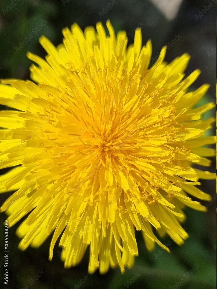 yellow flower yellow flower