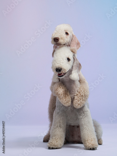 two White Bedlington terrier kiss. Charming pets in studio on color background. dogs with funny hairstyle © Anna Averianova