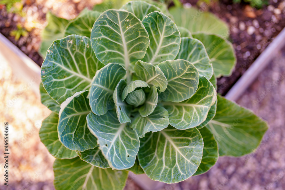 Cabbage growing in a garden Cabbage growing in a garden