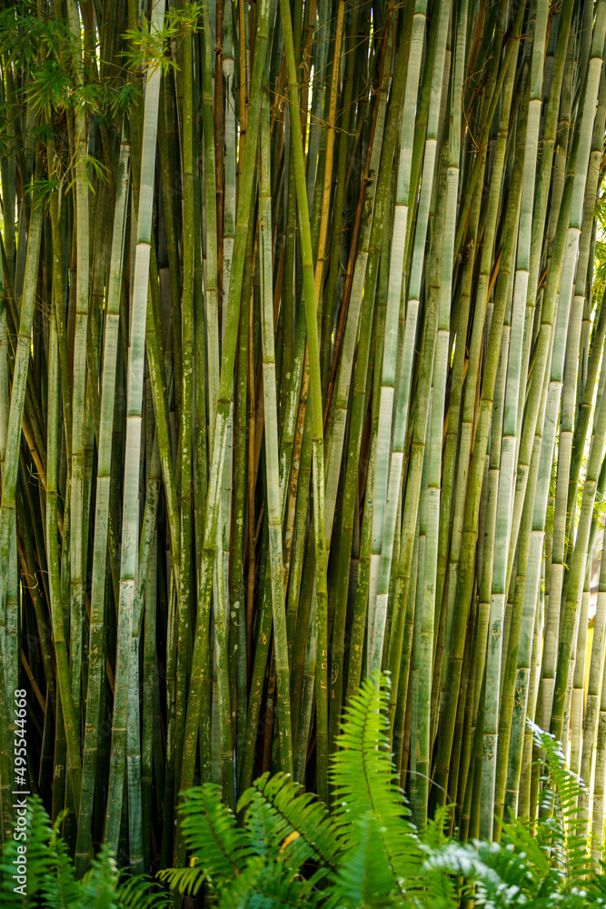 Bamboo forest garden background photo Bamboo forest garden background photo