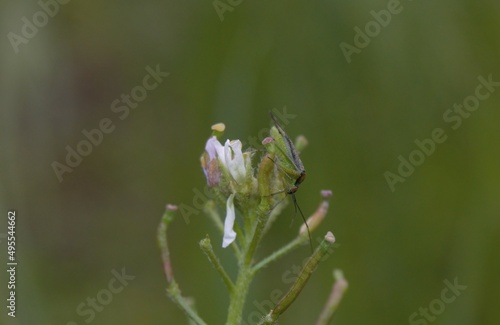 Flor con insecto