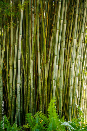 Bamboo forest garden background photo