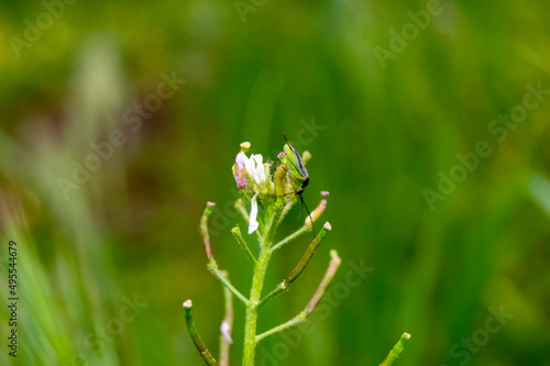 Flor con insecto