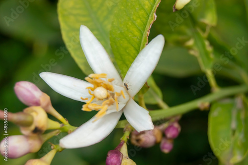 Flor de limonero