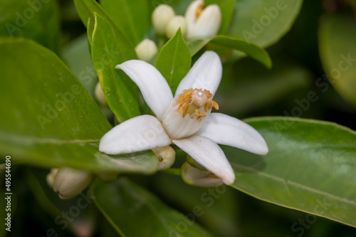 Flor de limonero
