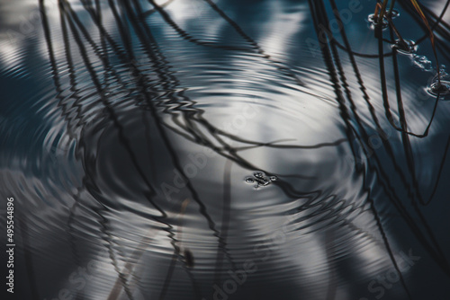 Water strider with waves and reflecting sky