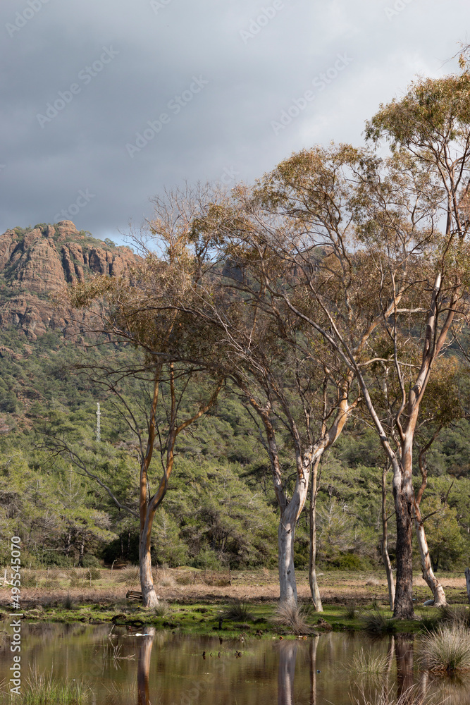 Big trees in wetland. Beautiful landscape. Mountain background. Big trees in wetland. Beautiful landscape. Mountain background.